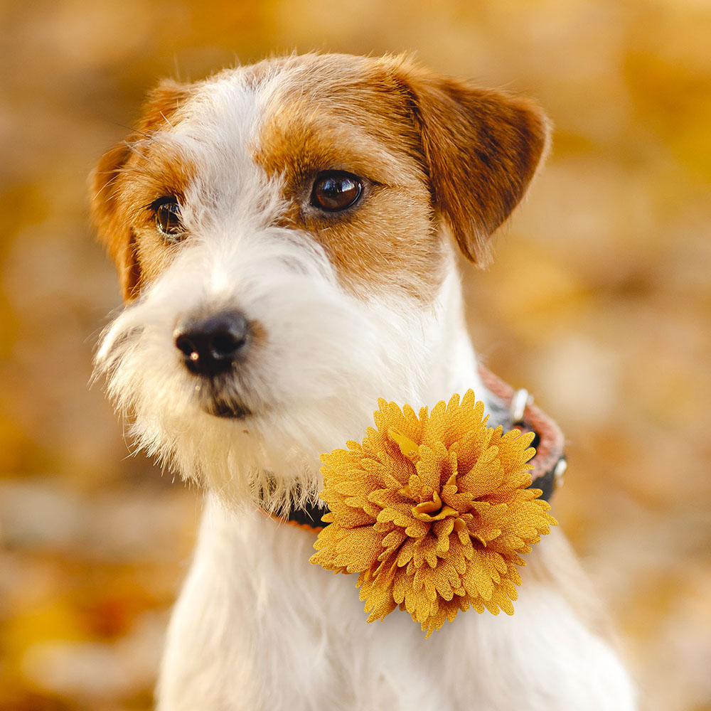50pcs Thanksgiving Fall Dog Bowties – Adjustable Orange Collar for Pets - Image 2
