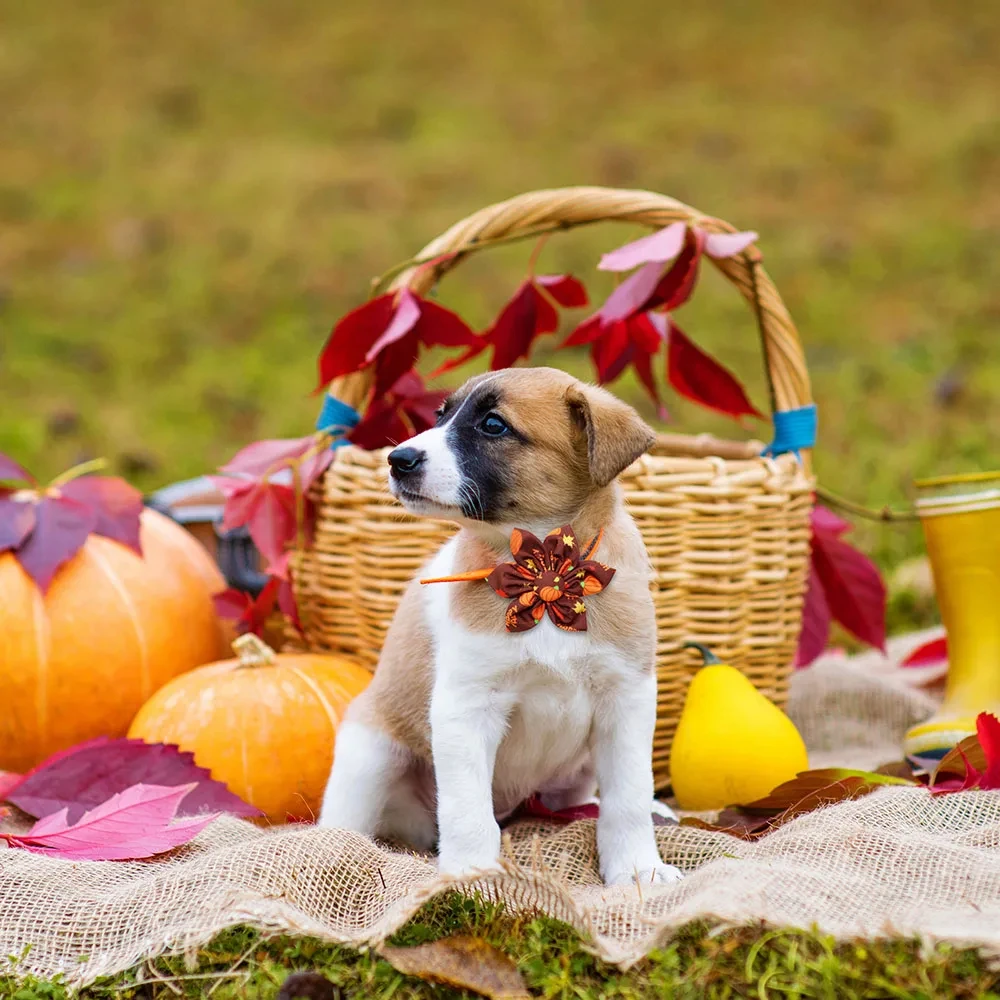 50PCS Autumn Dog Bowties – Movable Thanksgiving Pet Collar Accessories - Image 4